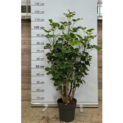 Polyscia balfouriana ramificada c21               
