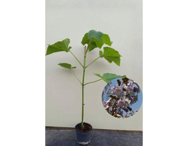 Paulownia fortunei fast blue 175/200              