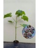 Paulownia fortunei fast blue 175/200              