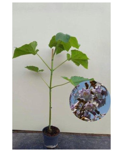 Paulownia fortunei fast blue 175/200              