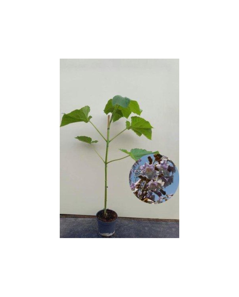 Paulownia fortunei fast blue 175/200              
