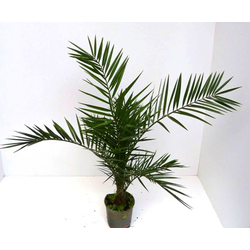 Phoenix canariensis m25                           