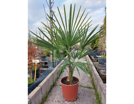 Chamaerop humilis m20                             