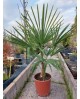 Chamaerop humilis m20                             