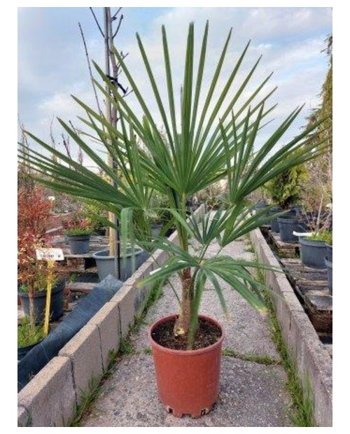 Chamaerop humilis m20                             