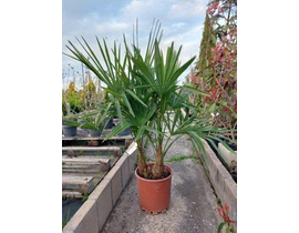 Chamaerop humilis m25                             