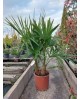 Chamaerop humilis m25                             