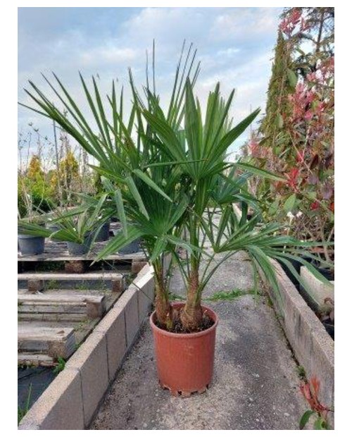 Chamaerop humilis m25                             