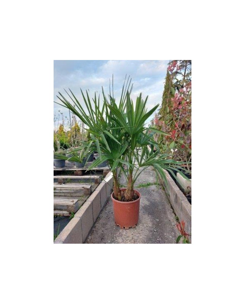 Chamaerop humilis m25                             