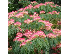 Albizia julibrissin ombrella 10/12 maceta         
