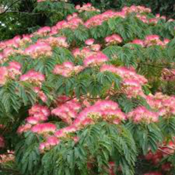 Albizia julibrissin ombrella 10/12 maceta         