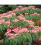 Albizia julibrissin ombrella 10/12 maceta         
