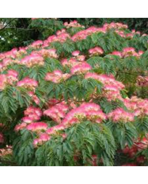 Albizia julibrissin ombrella 10/12 maceta         