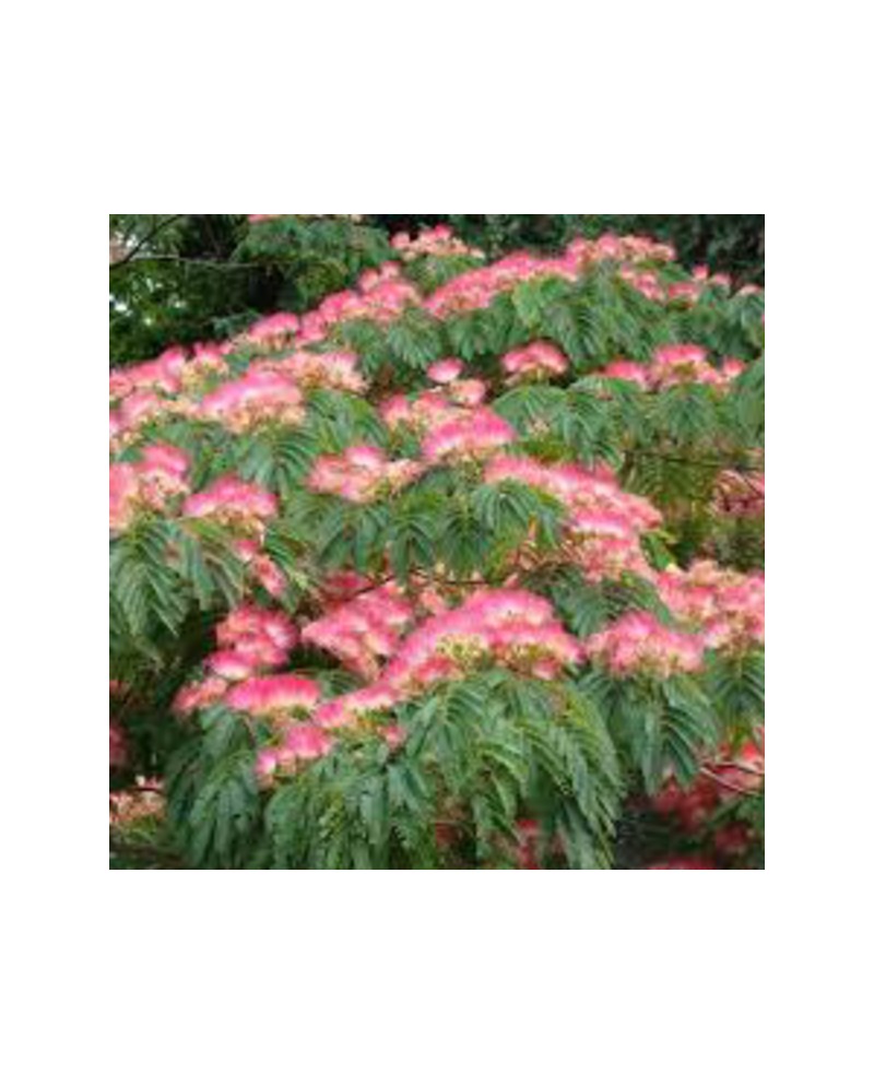 Albizia julibrissin ombrella 10/12 maceta         