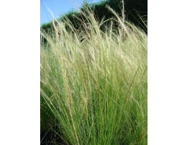 Stipa tenuissima 2lt                              