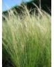 Stipa tenuissima 2lt                              