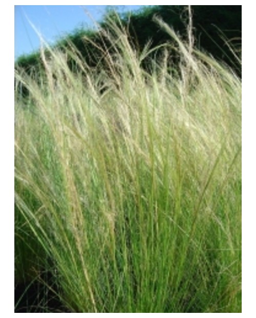 Stipa tenuissima 2lt                              