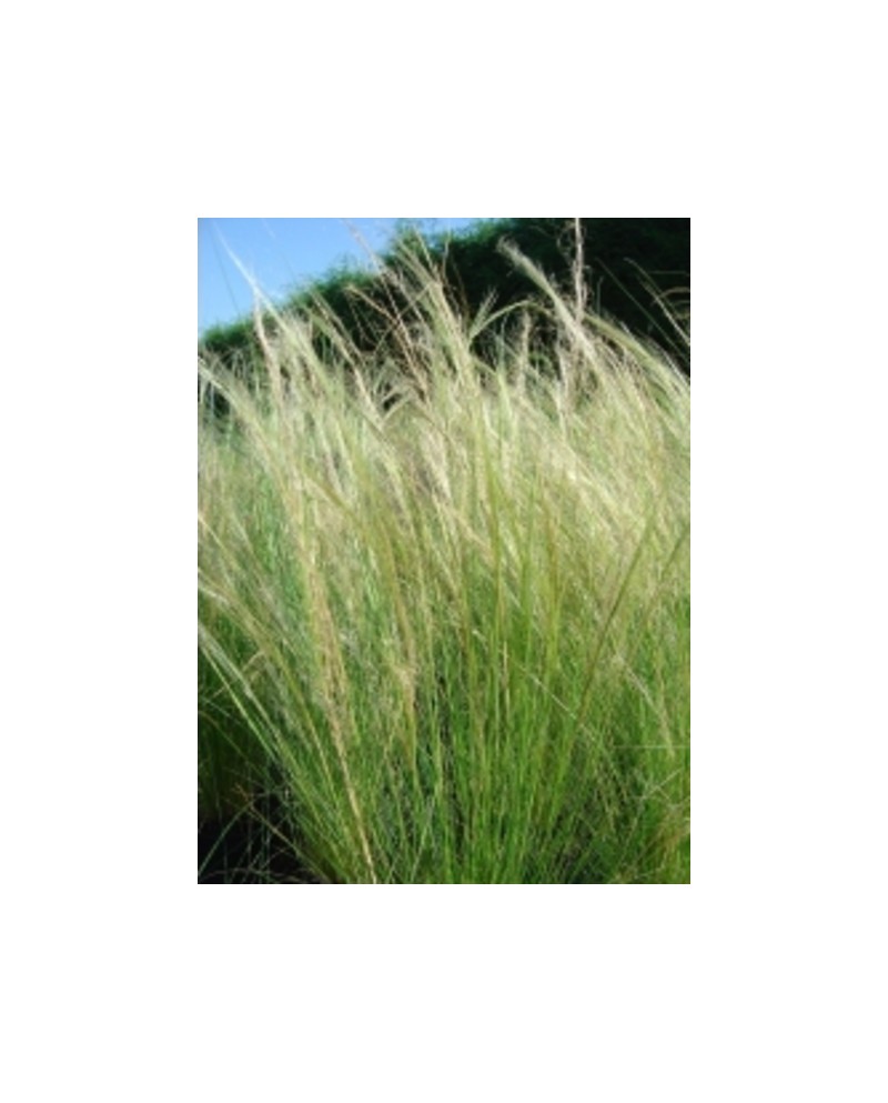 Stipa tenuissima 2lt                              
