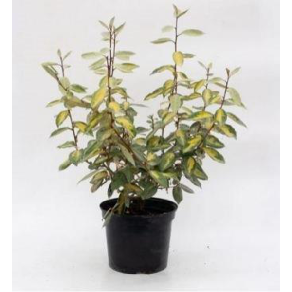 Eleagnus ebbengei limelight 7.5lt                 