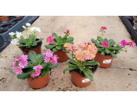Lewisia cotyledon m13                             