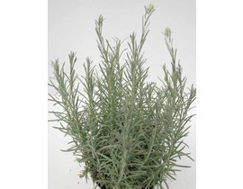 Helichrysum thianschanicum m11 (curry)            