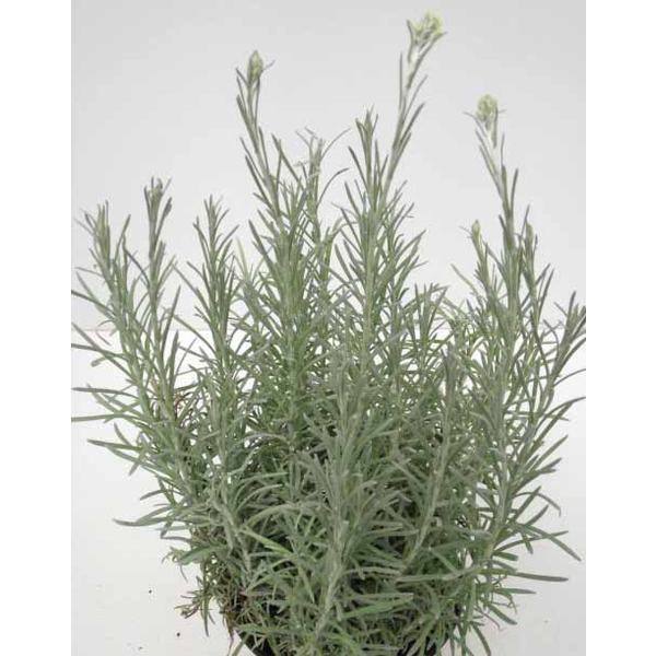 Helichrysum thianschanicum m11 (curry)            