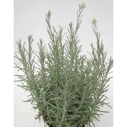 Helichrysum thianschanicum m11 (curry)            