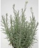 Helichrysum thianschanicum m11 (curry)            