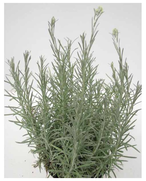 Helichrysum thianschanicum m11 (curry)            