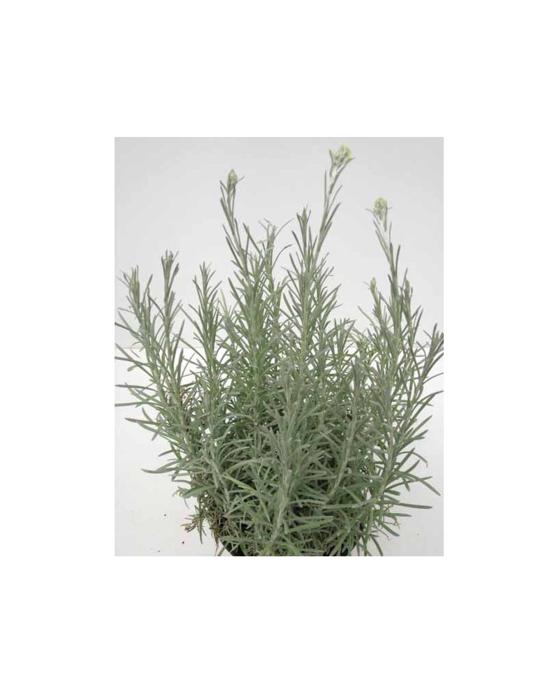 Helichrysum thianschanicum m11 (curry)            