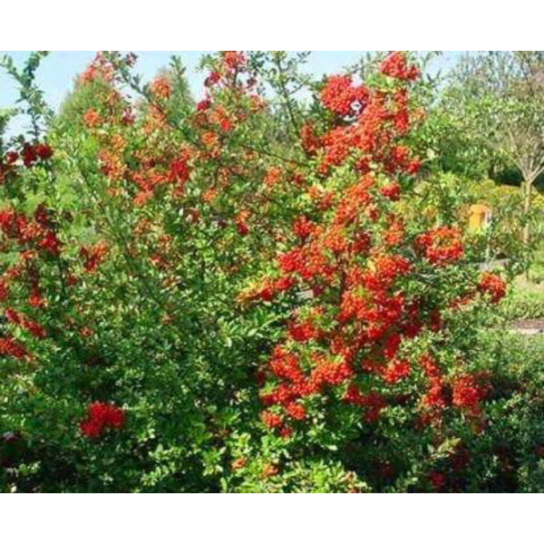 Pyracanta roja 3lt ES/09/25/0008                  