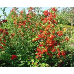 Pyracanta roja 3lt ES/09/25/0008                  