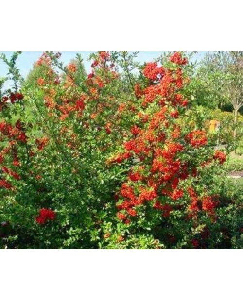 Pyracanta roja 3lt ES/09/25/0008                  