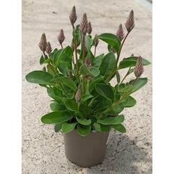 Ptilotus exaltata joey m13                        