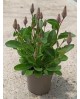Ptilotus exaltata joey m13                        