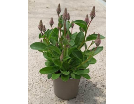 Ptilotus exaltata joey m13                        