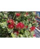 Metrosidero excelsa 3lt                           
