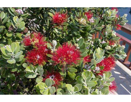 Metrosidero excelsa 3lt                           