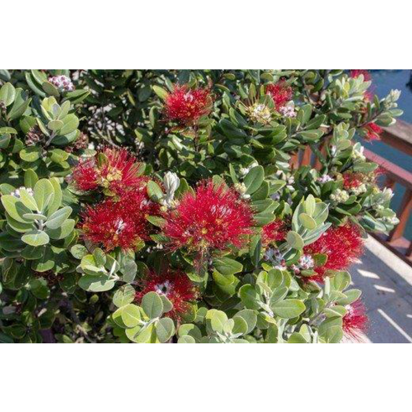 Metrosidero excelsa 3lt                           