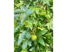 Liquidambar styraciflua 6/8 m30 200/250cm         