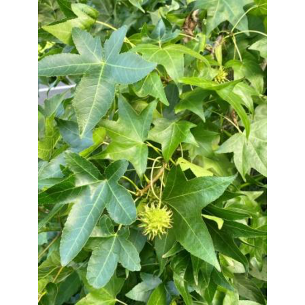Liquidambar styraciflua 6/8 m30 200/250cm         