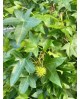 Liquidambar styraciflua 6/8 m30 200/250cm         