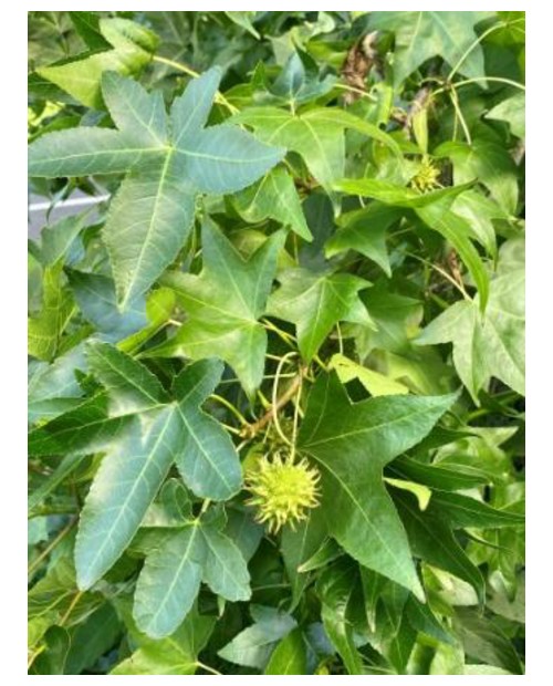 Liquidambar styraciflua 8/10 m35 250/300cm        