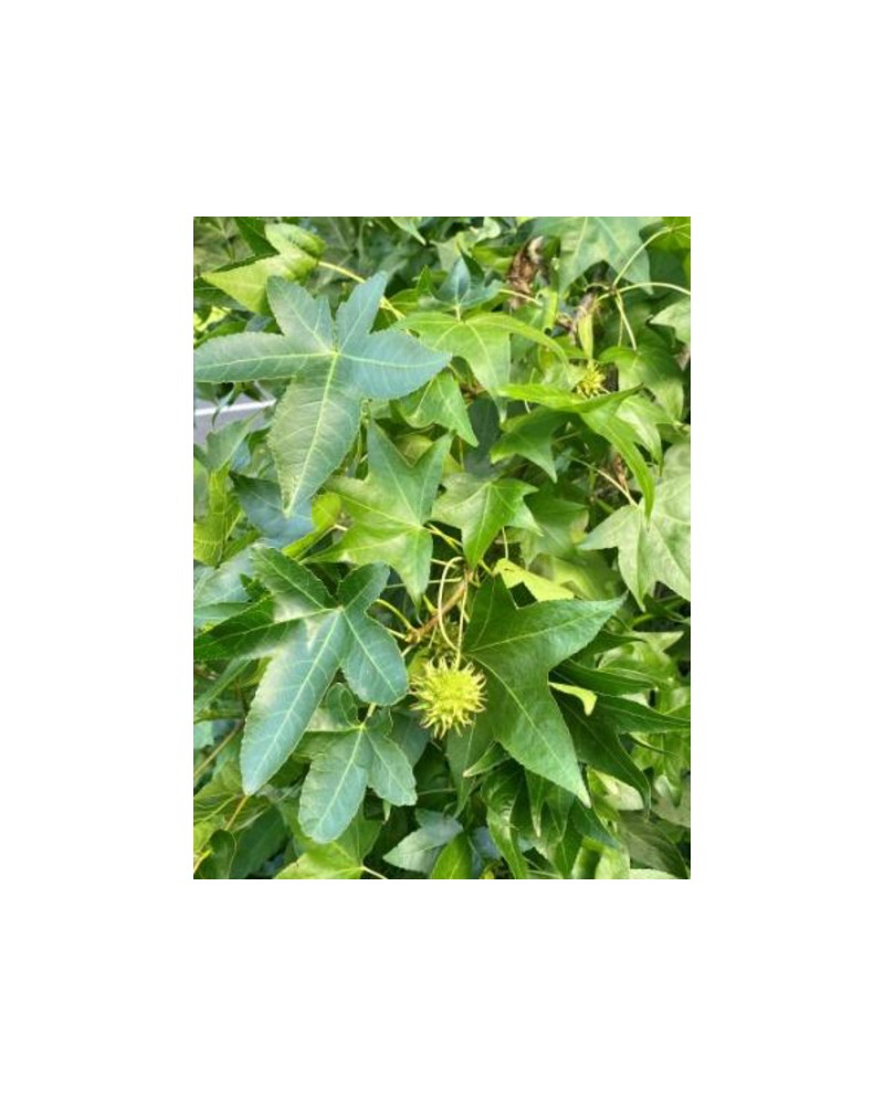 Liquidambar styraciflua 8/10 m35 250/300cm        