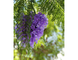 Jacaranda m25 175/200                             