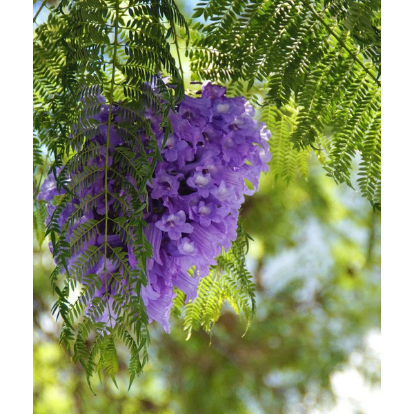 Jacaranda m25 175/200                             