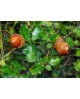 Quercus coccifera 30/40 m17                       