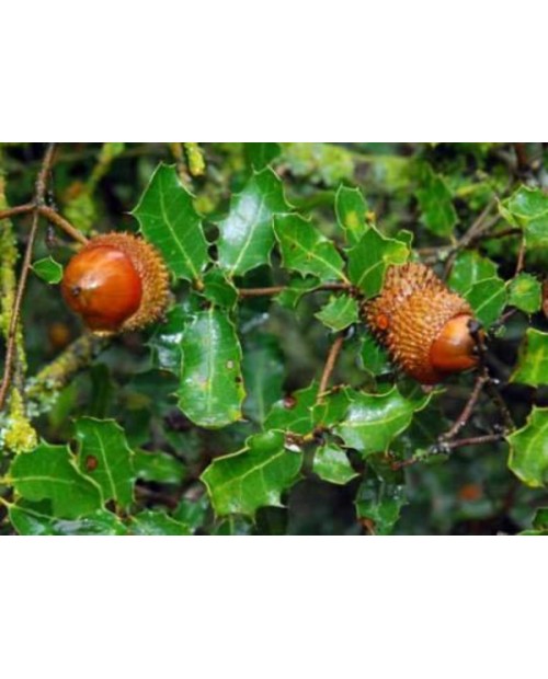 Quercus coccifera 30/40 m17                       