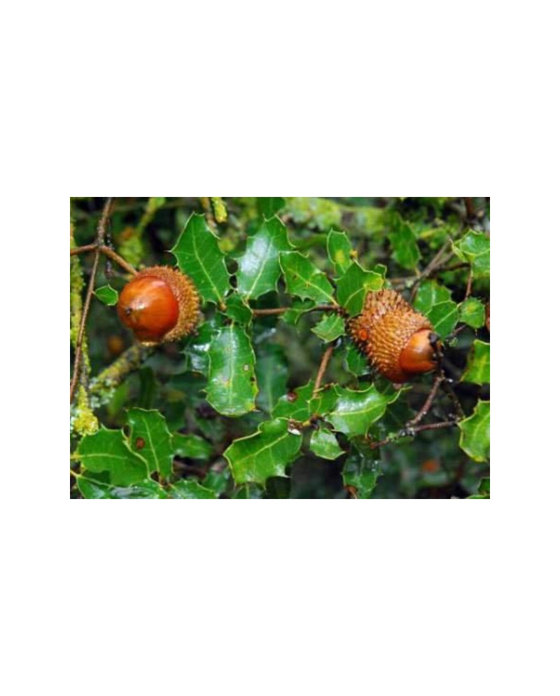 Quercus coccifera 30/40 m17                       