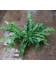 Asplenium microsorum cocodrilus c20               